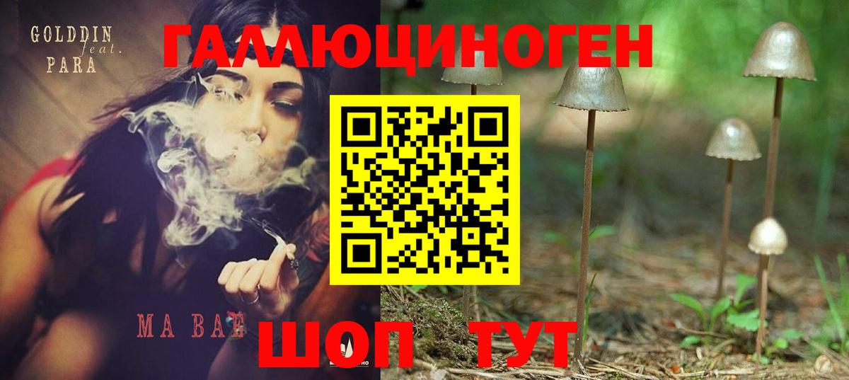Галлюциногенные грибы Psilocybine cubensis Заволжье